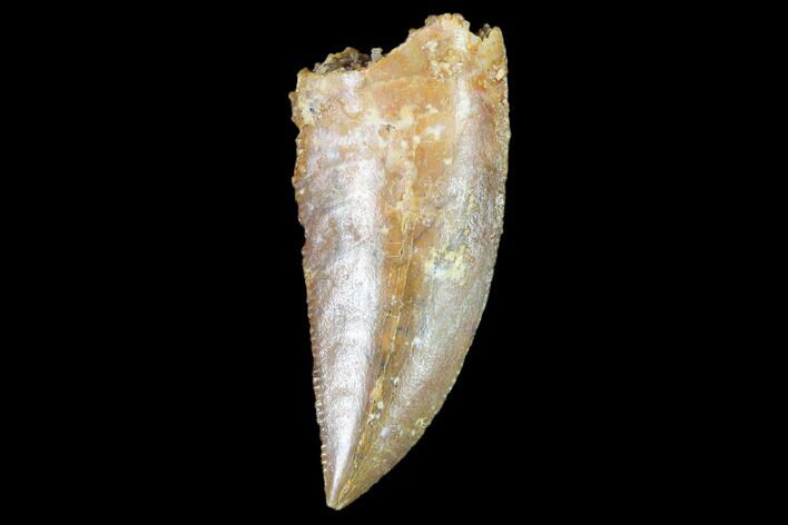 Raptor Tooth - Real Dinosaur Tooth #102406